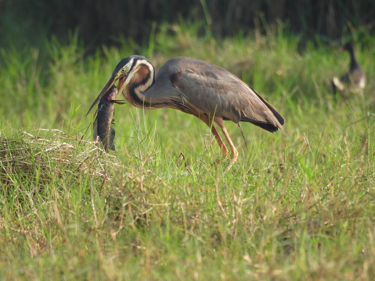 Purple Heron - Sameer Kulkarni