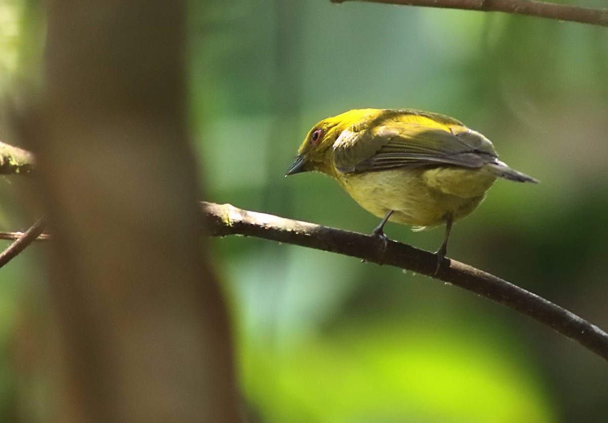 Manakin à tête jaune - ML616612817