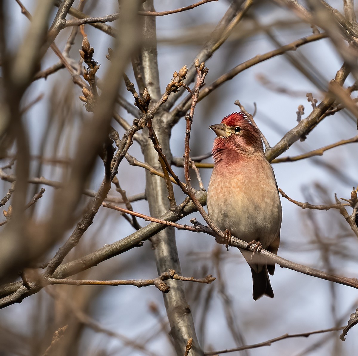 Cassin's Finch - ML616612821