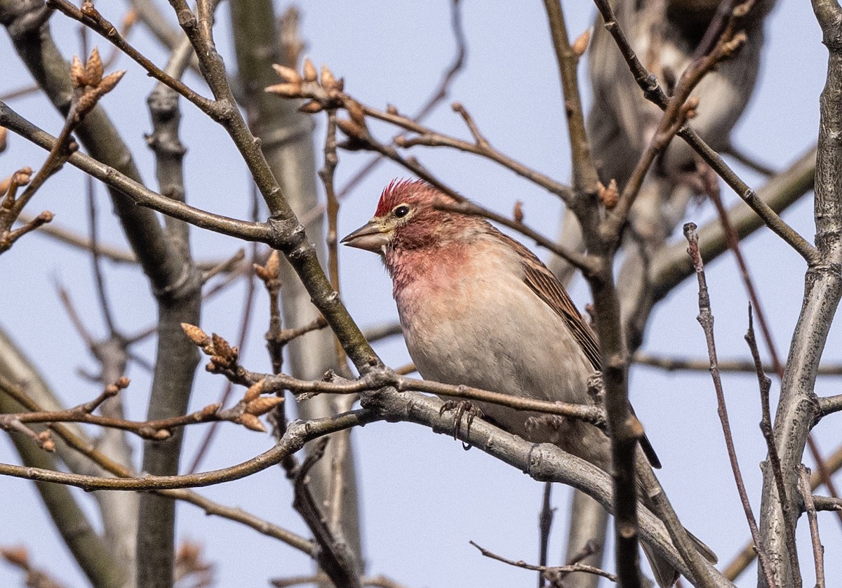 Cassin's Finch - ML616612828