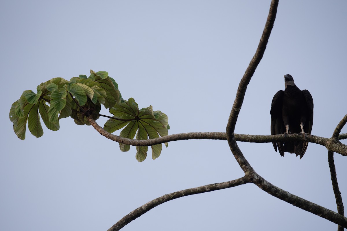 Black Vulture - ML616612841