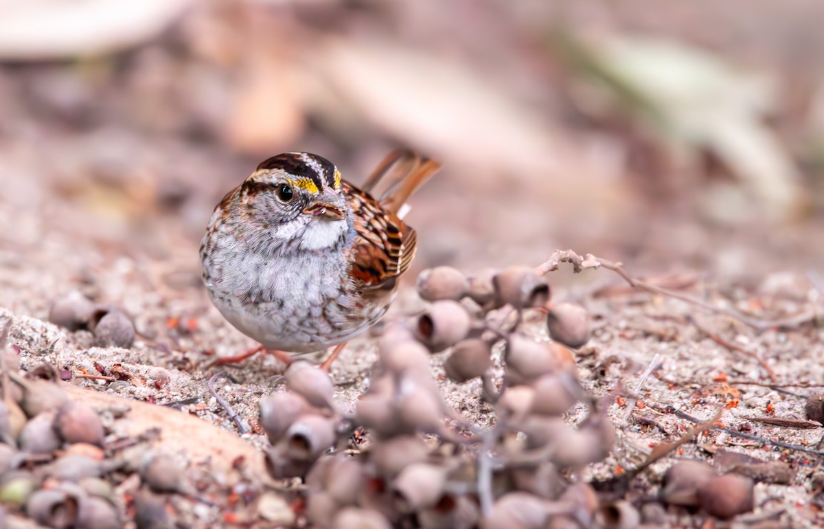 White-throated Sparrow - Braxton Landsman