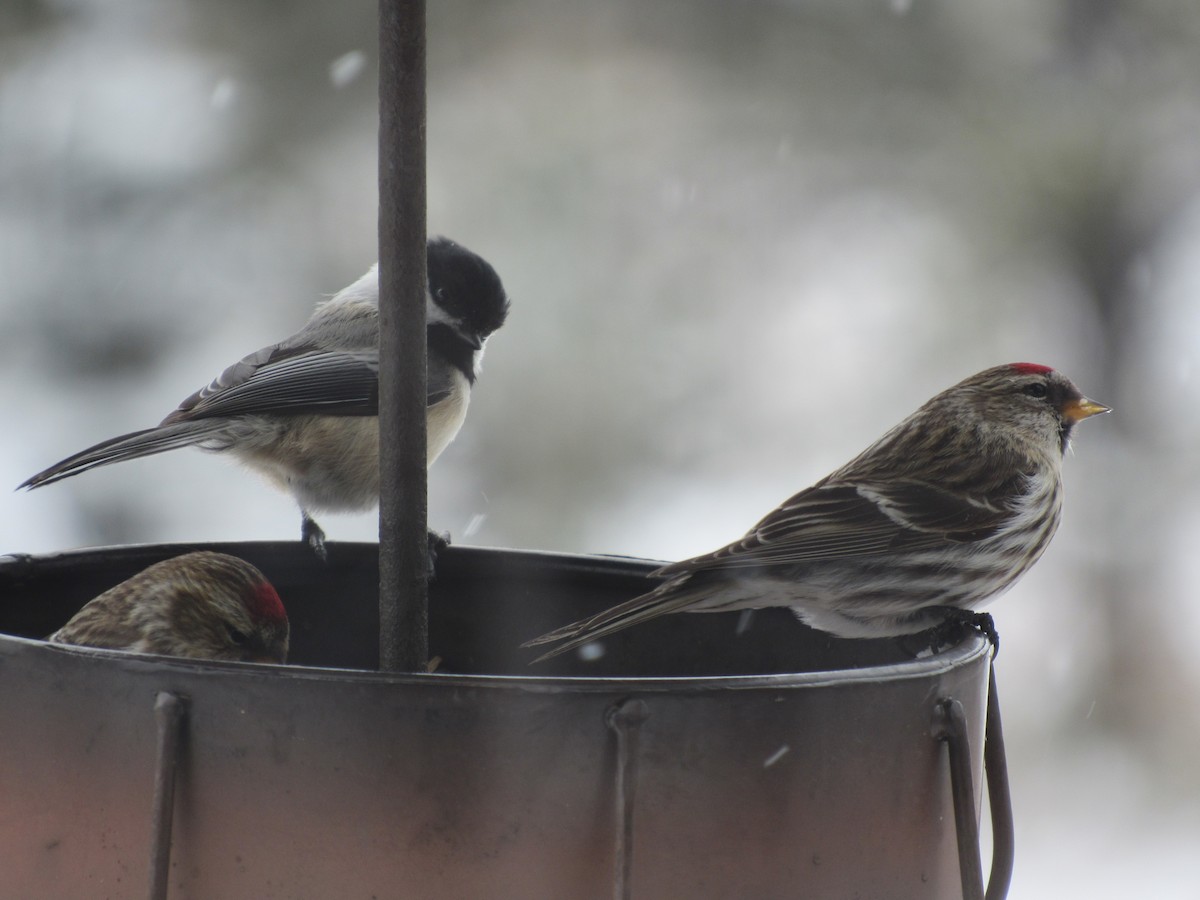 Common Redpoll - Emily Palahnuk