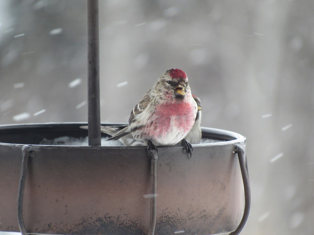 Common Redpoll - ML616612855