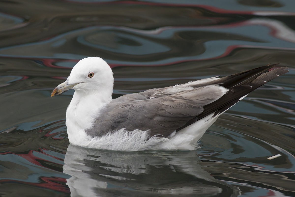 Black-tailed Gull - ML616612857