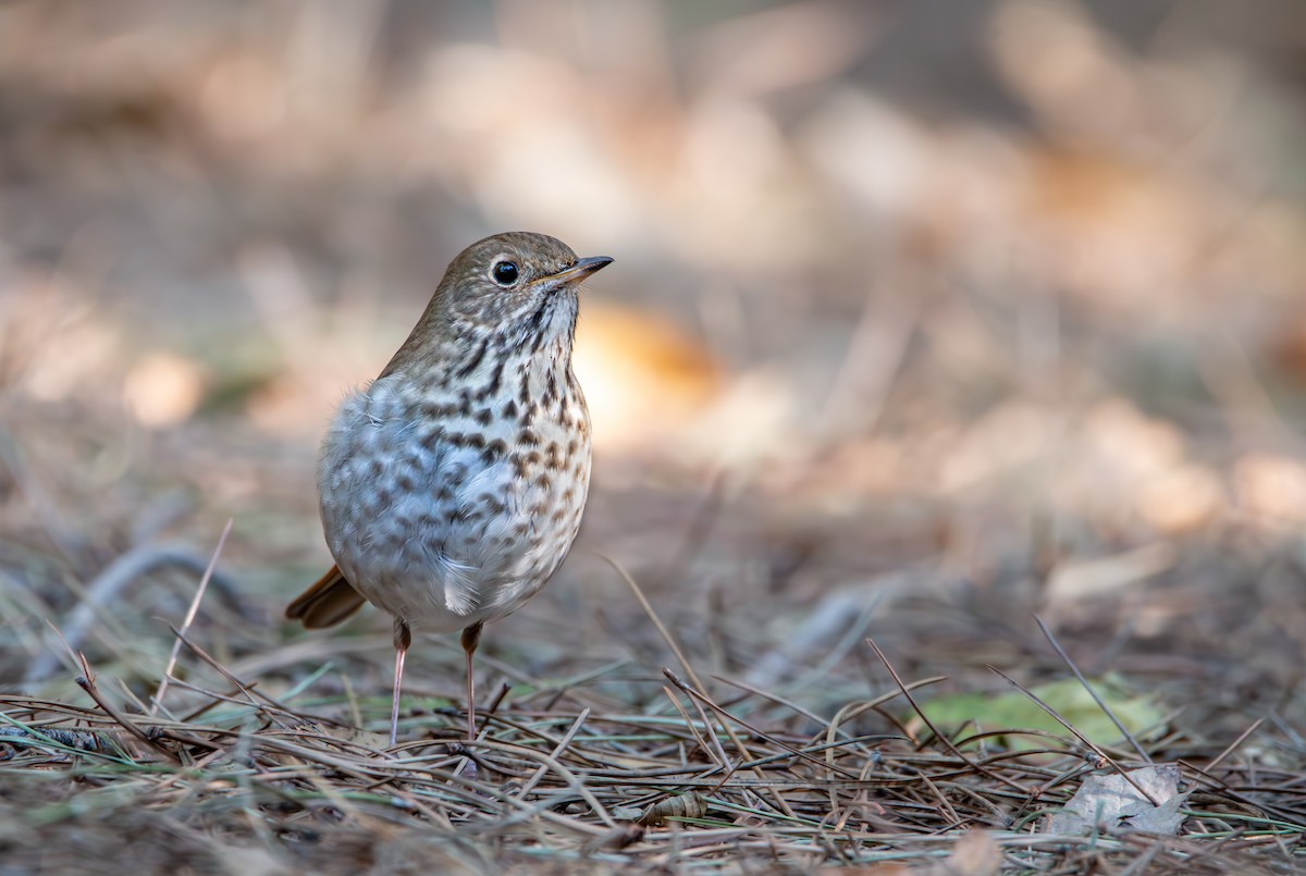 Hermit Thrush - Braxton Landsman