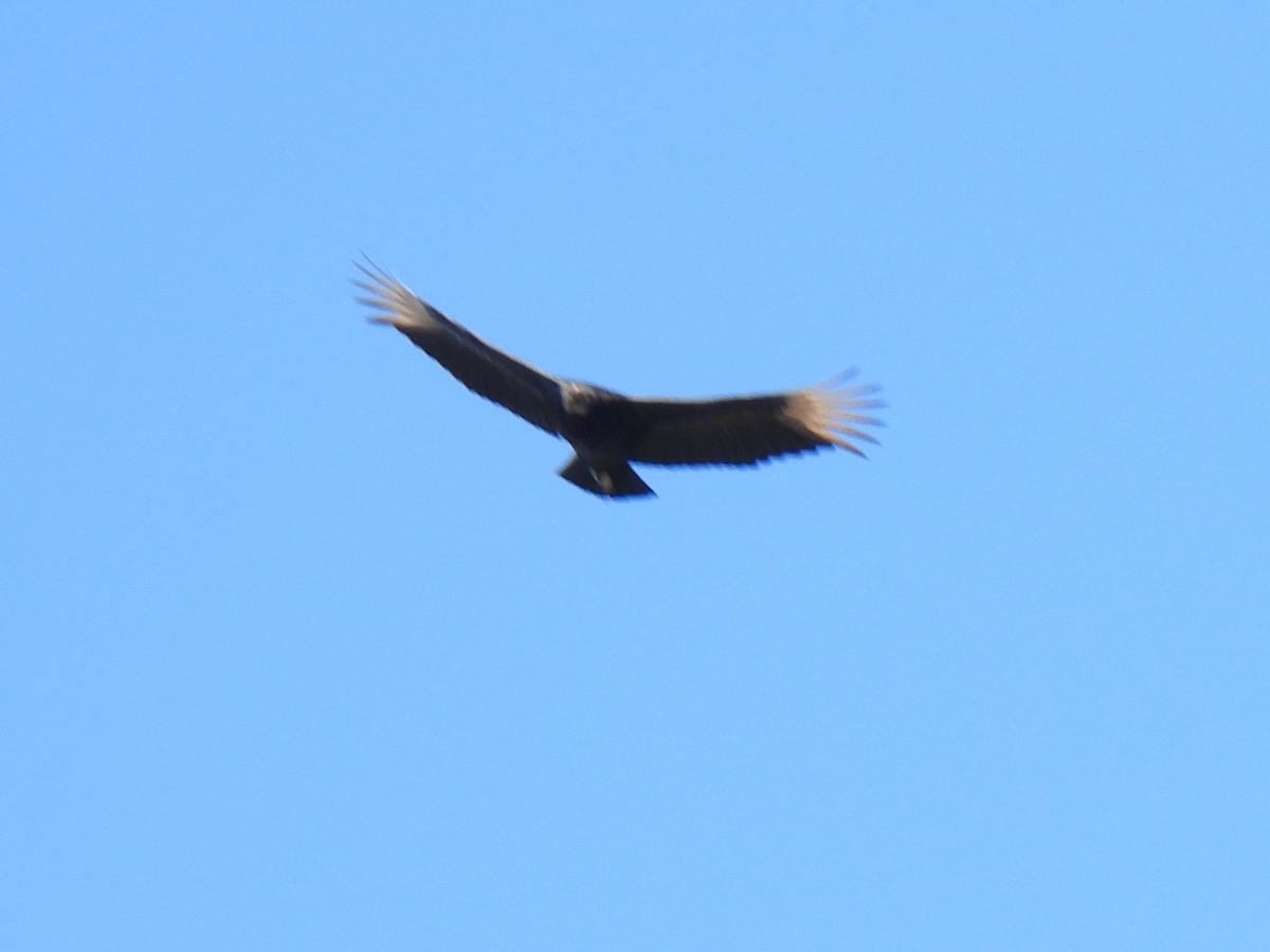 Black Vulture - ML616612975