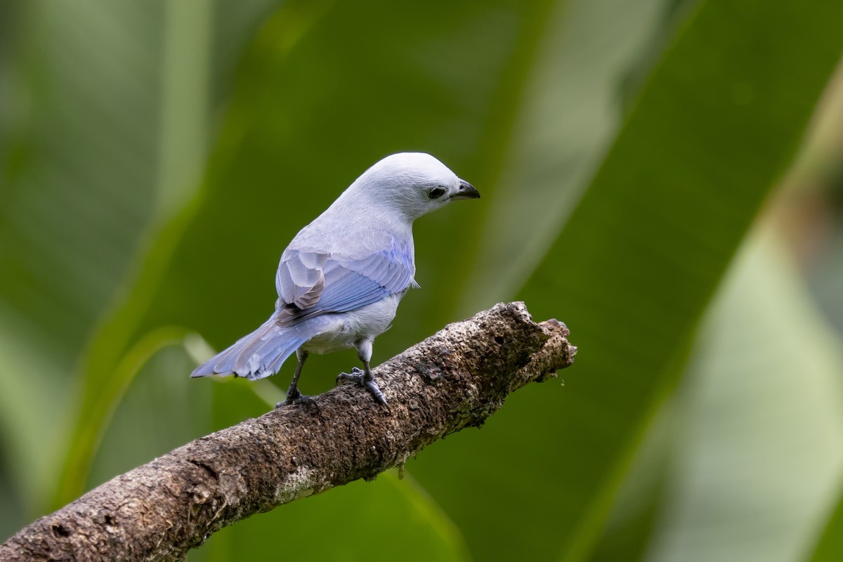 Blue-gray Tanager - Loni Ye