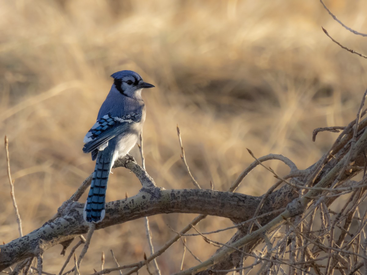 Blue Jay - ML616613006