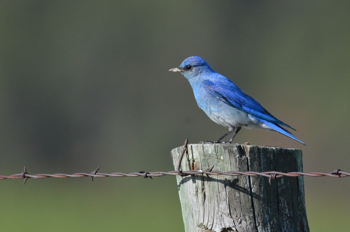 Mountain Bluebird - Matthew Dickerson