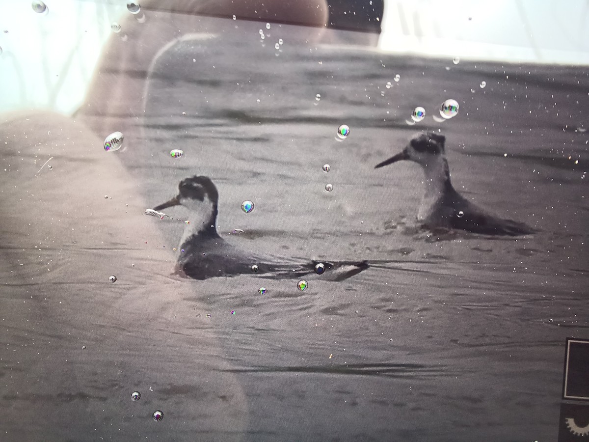 Phalarope à bec large - ML616613034