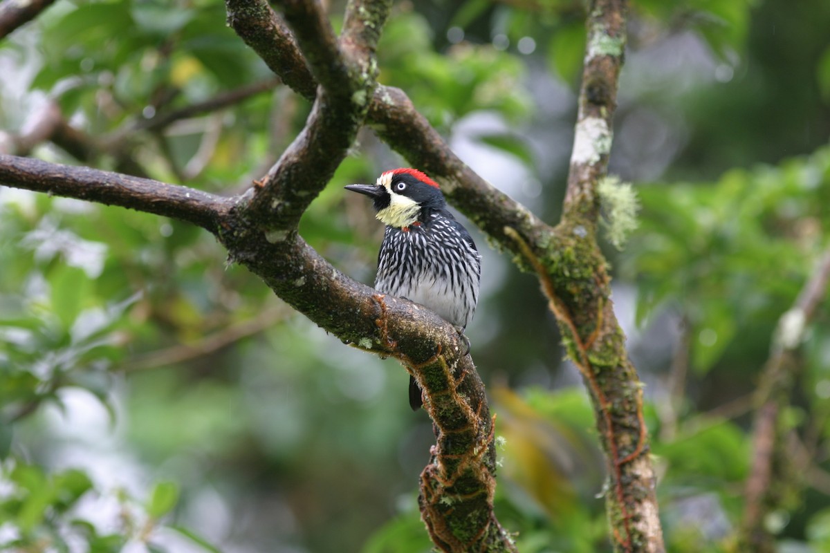 Acorn Woodpecker - ML616613091