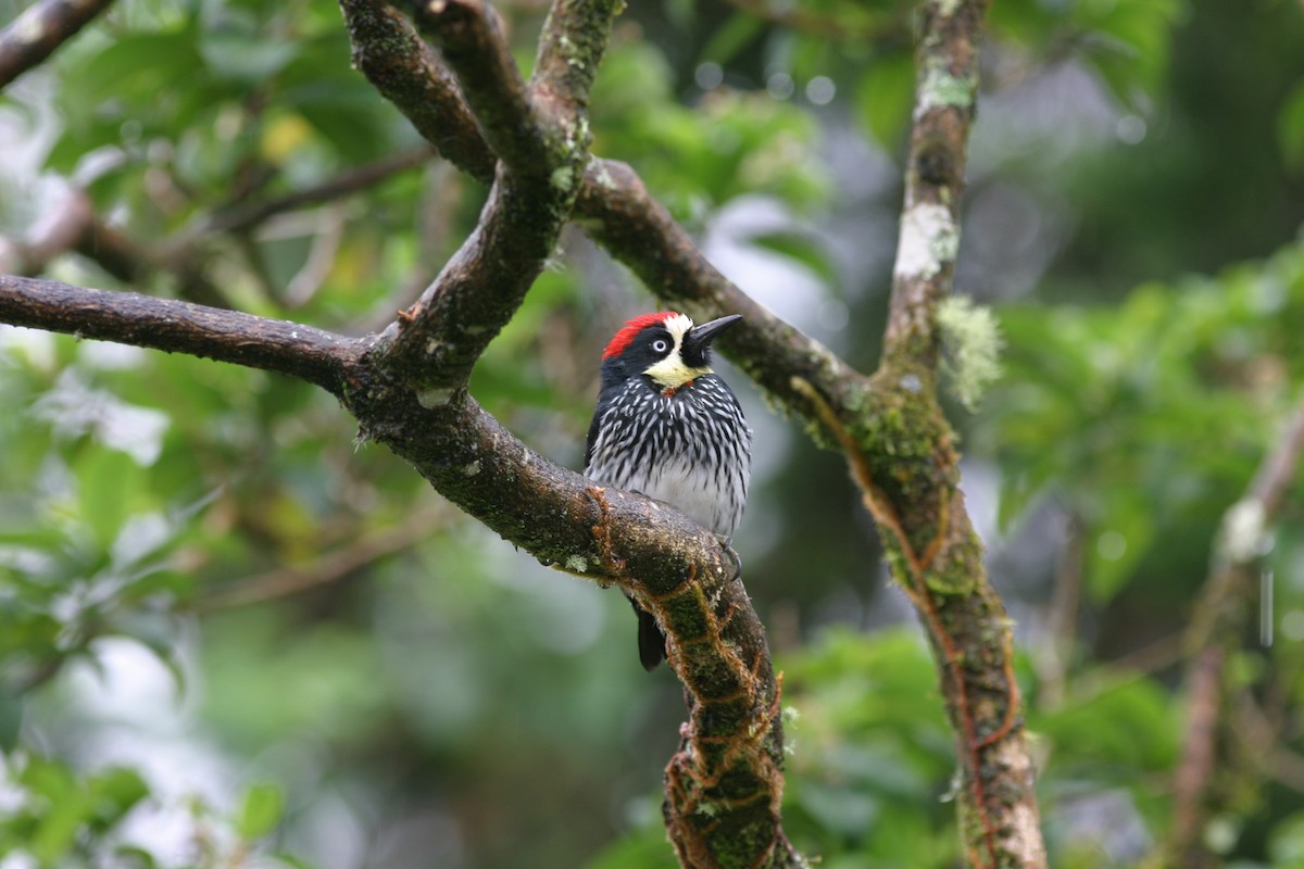 Acorn Woodpecker - ML616613100