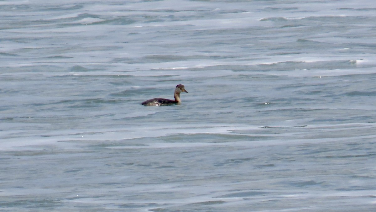 Red-necked Grebe - ML616613101
