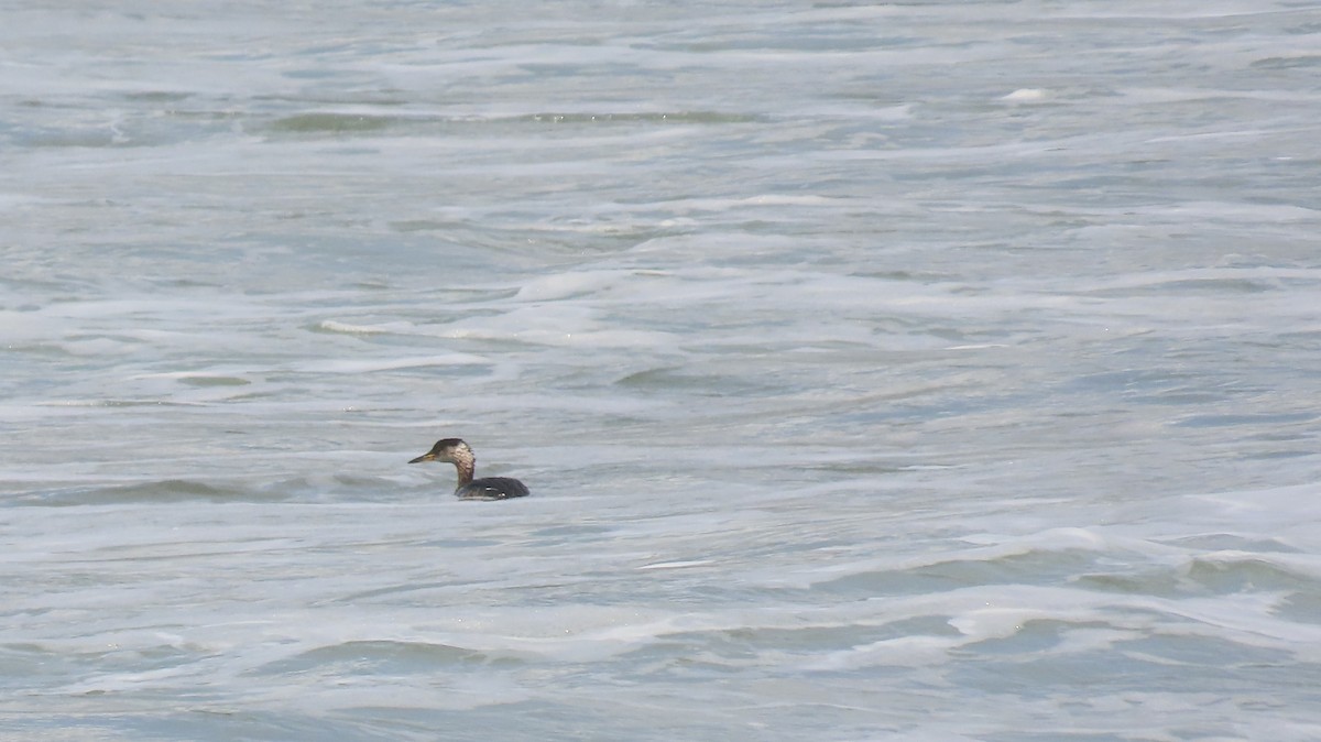 Red-necked Grebe - ML616613104