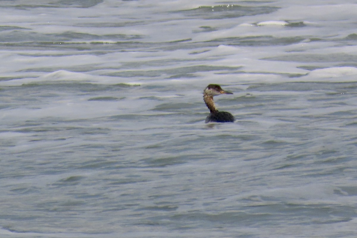 Red-necked Grebe - ML616613108