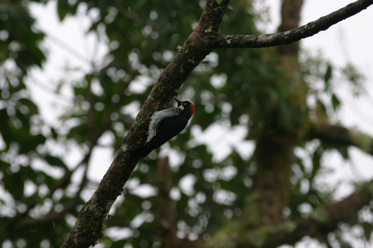 Acorn Woodpecker - ML616613111