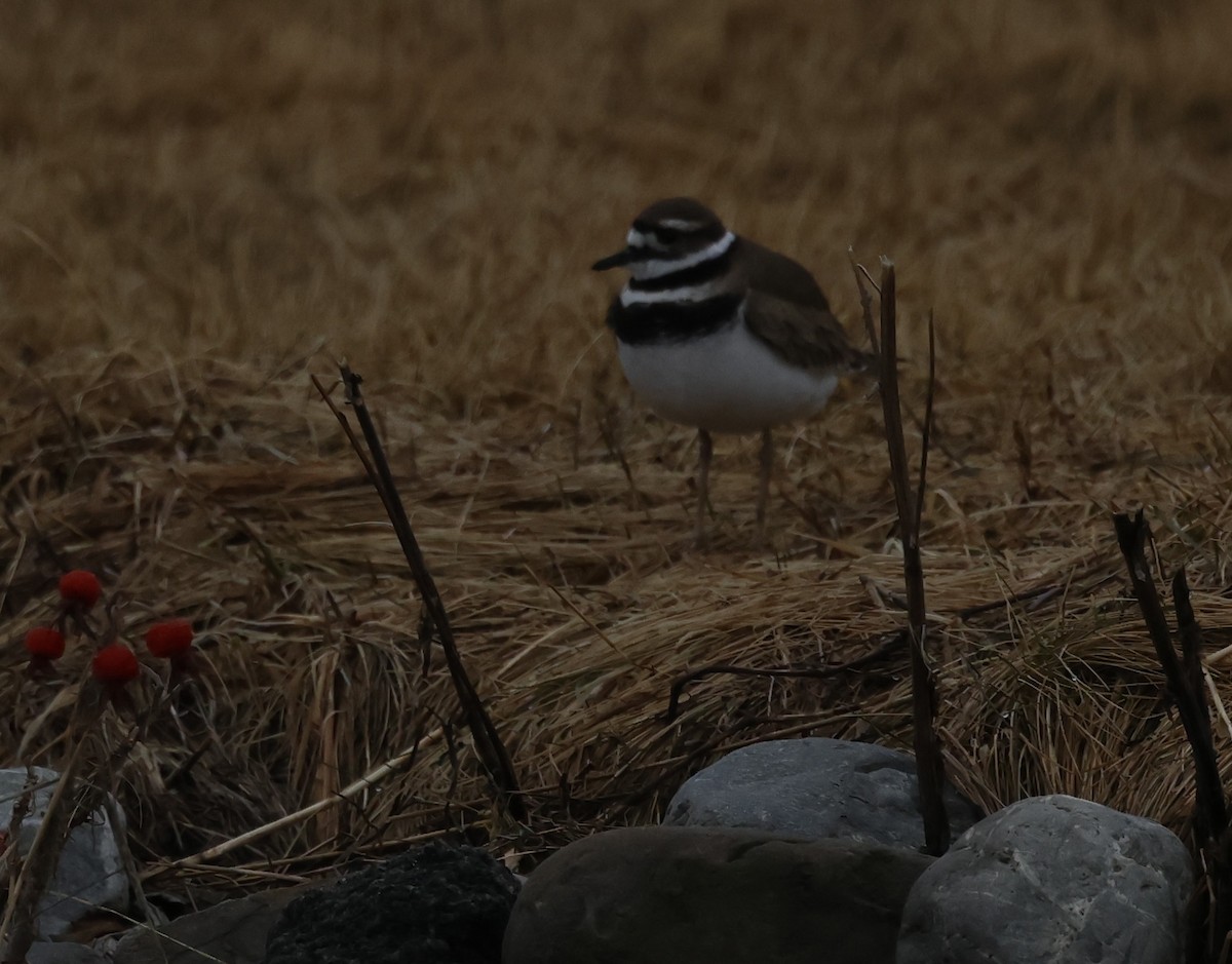 Killdeer - Jean-Pierre Gagné