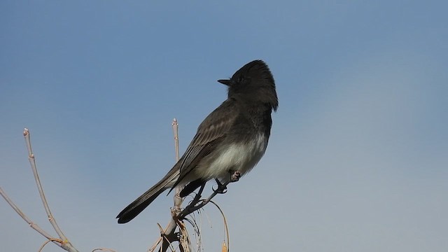 Black x Eastern Phoebe (hybrid) - ML616613151