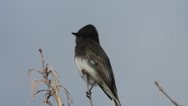 Black x Eastern Phoebe (hybrid) - ML616613152