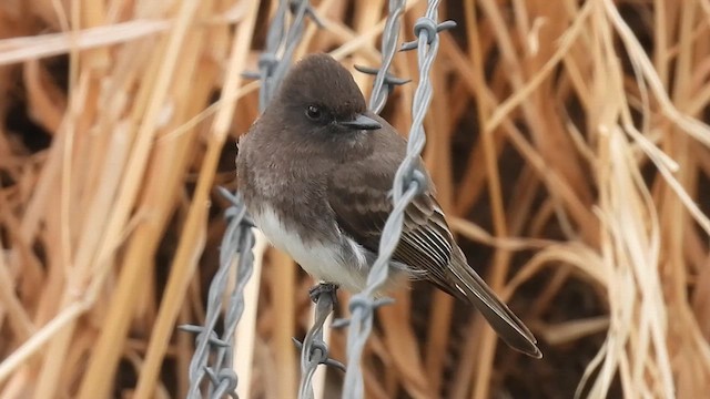 Black x Eastern Phoebe (hybrid) - ML616613160