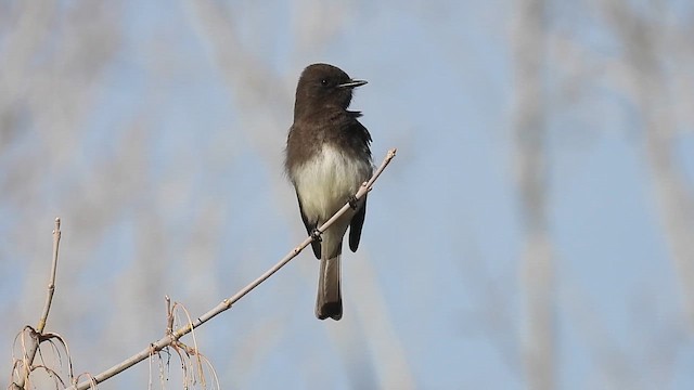 Black x Eastern Phoebe (hybrid) - ML616613163