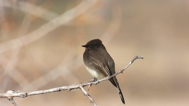 Black x Eastern Phoebe (hybrid) - ML616613167