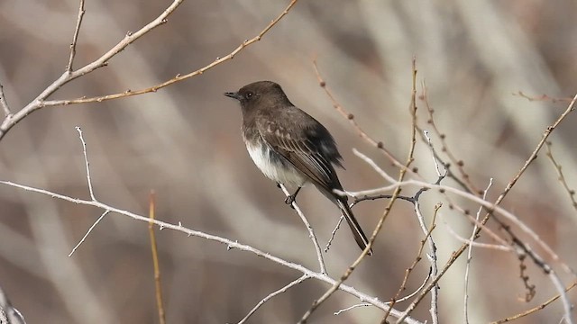 Black x Eastern Phoebe (hybrid) - ML616613170