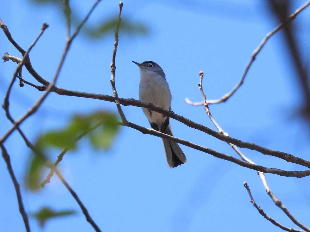 Blue-gray Gnatcatcher - ML616613197