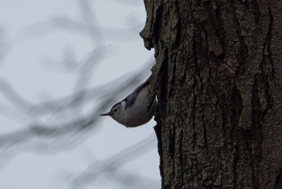 White-breasted Nuthatch - ML616613208