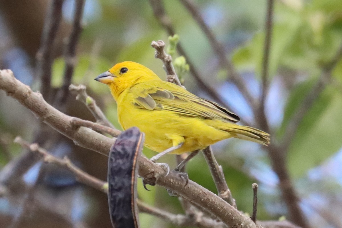 Saffron Finch - ML616613264