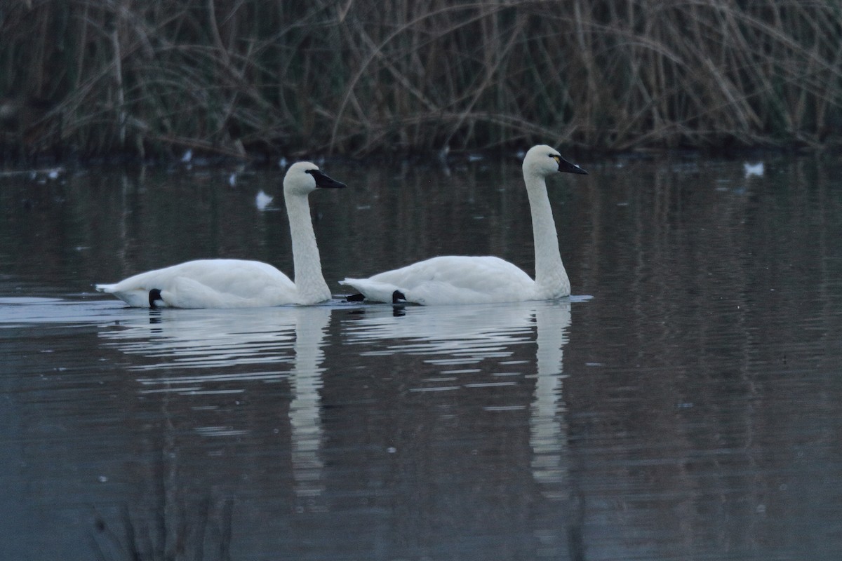 Tundra Swan - ML616613268