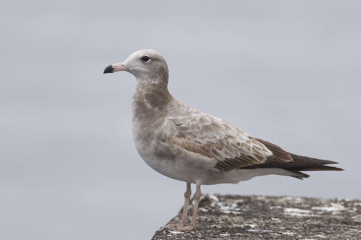 Black-tailed Gull - ML616613282
