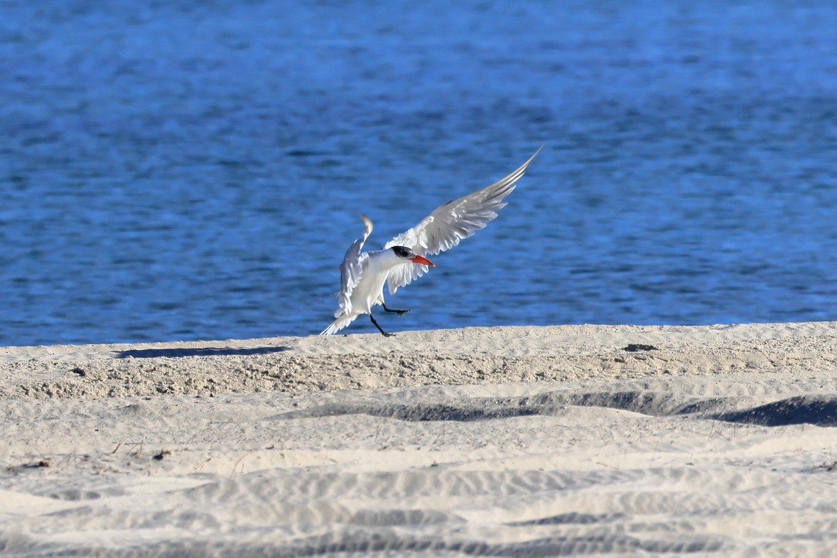 Caspian Tern - ML616613295