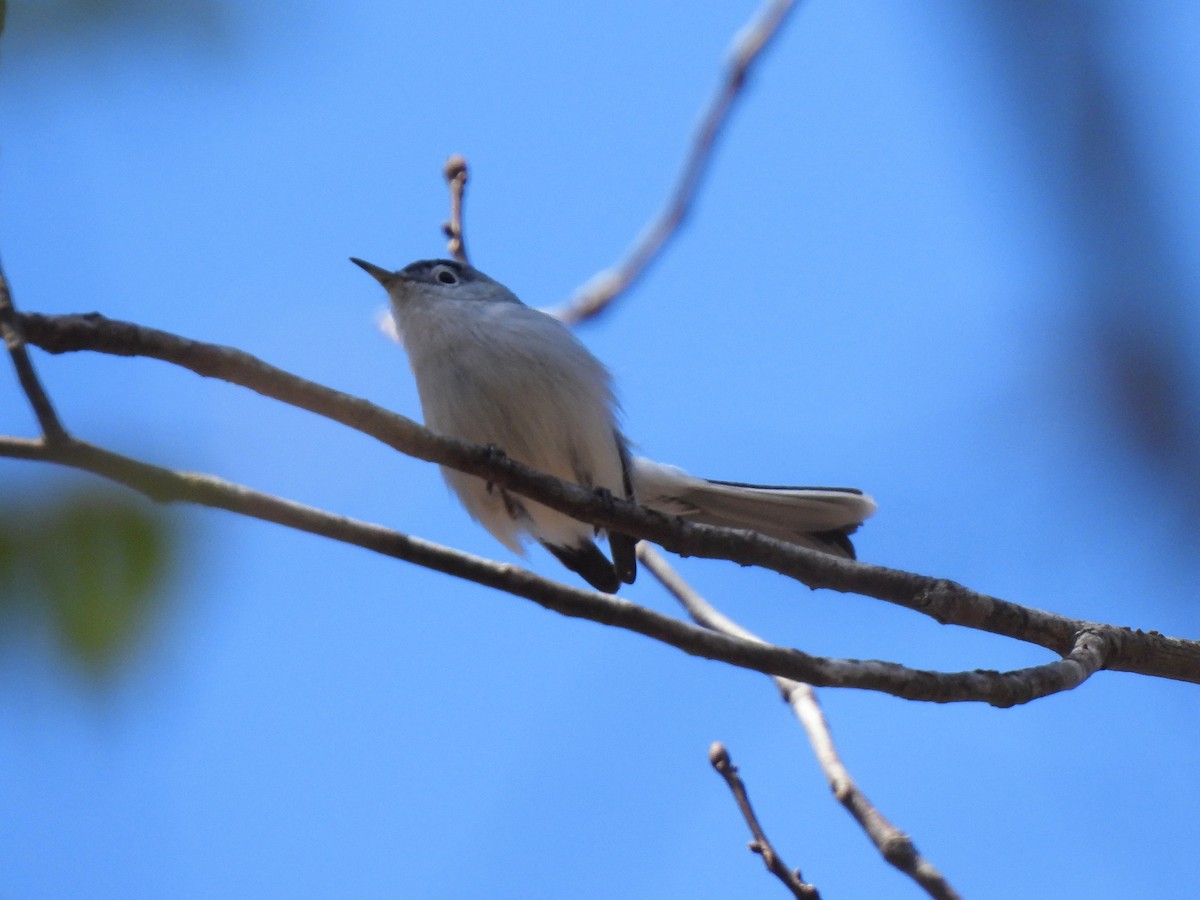 Blue-gray Gnatcatcher - ML616613297