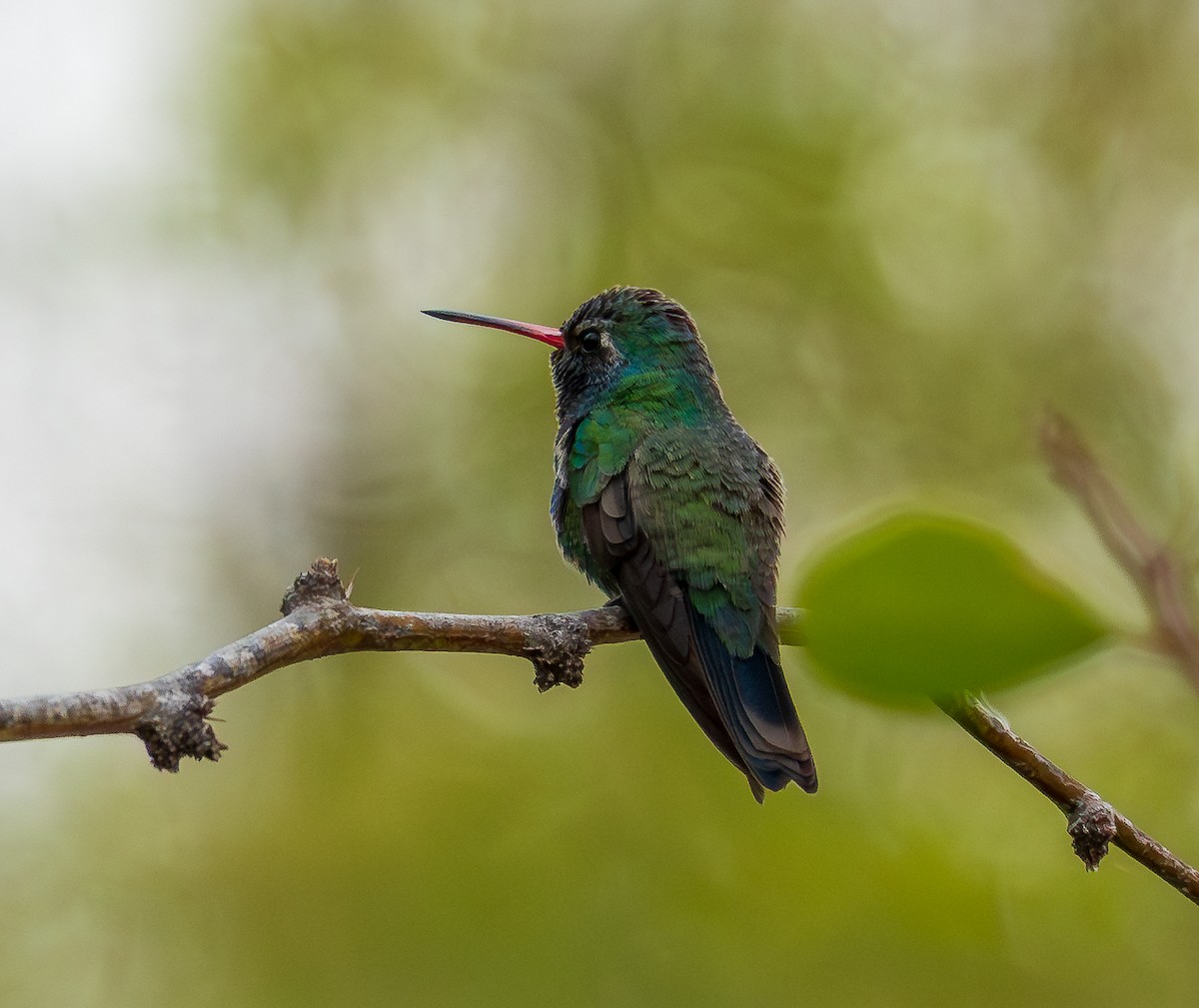 Broad-billed Hummingbird - Lois Farrington