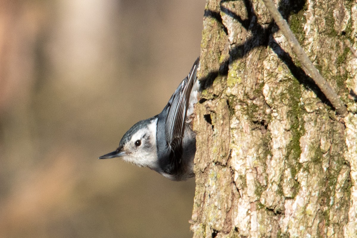 White-breasted Nuthatch - ML616613330