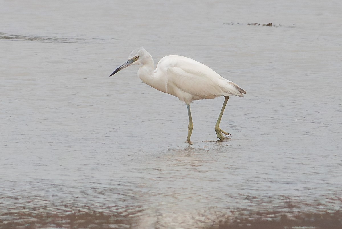 Little Blue Heron - Lois Farrington