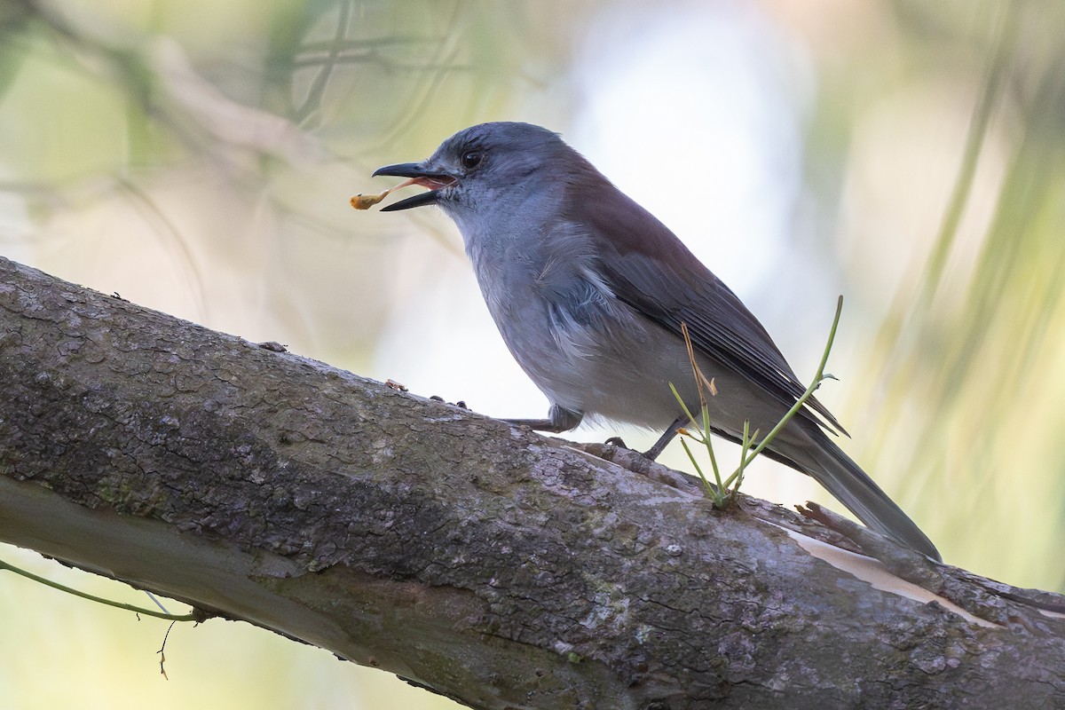 Gray Shrikethrush - ML616613340