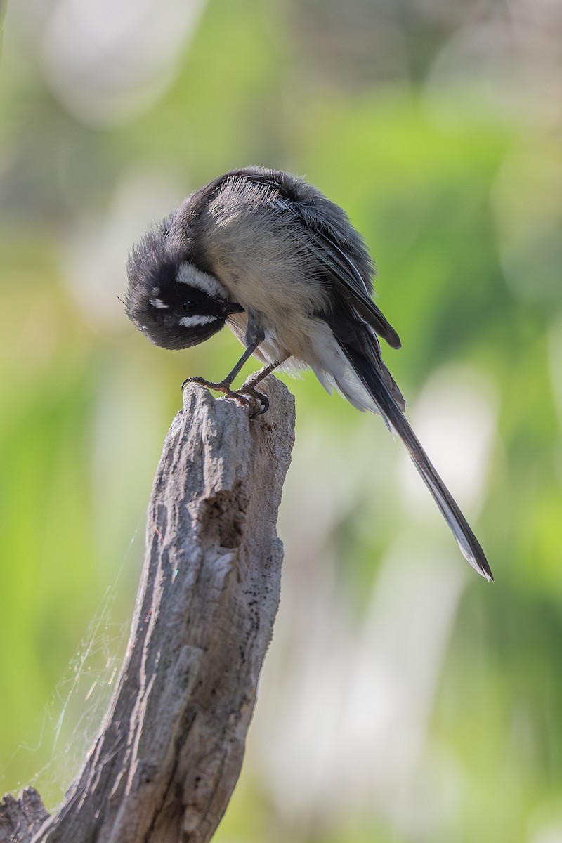 Gray Fantail - ML616613349