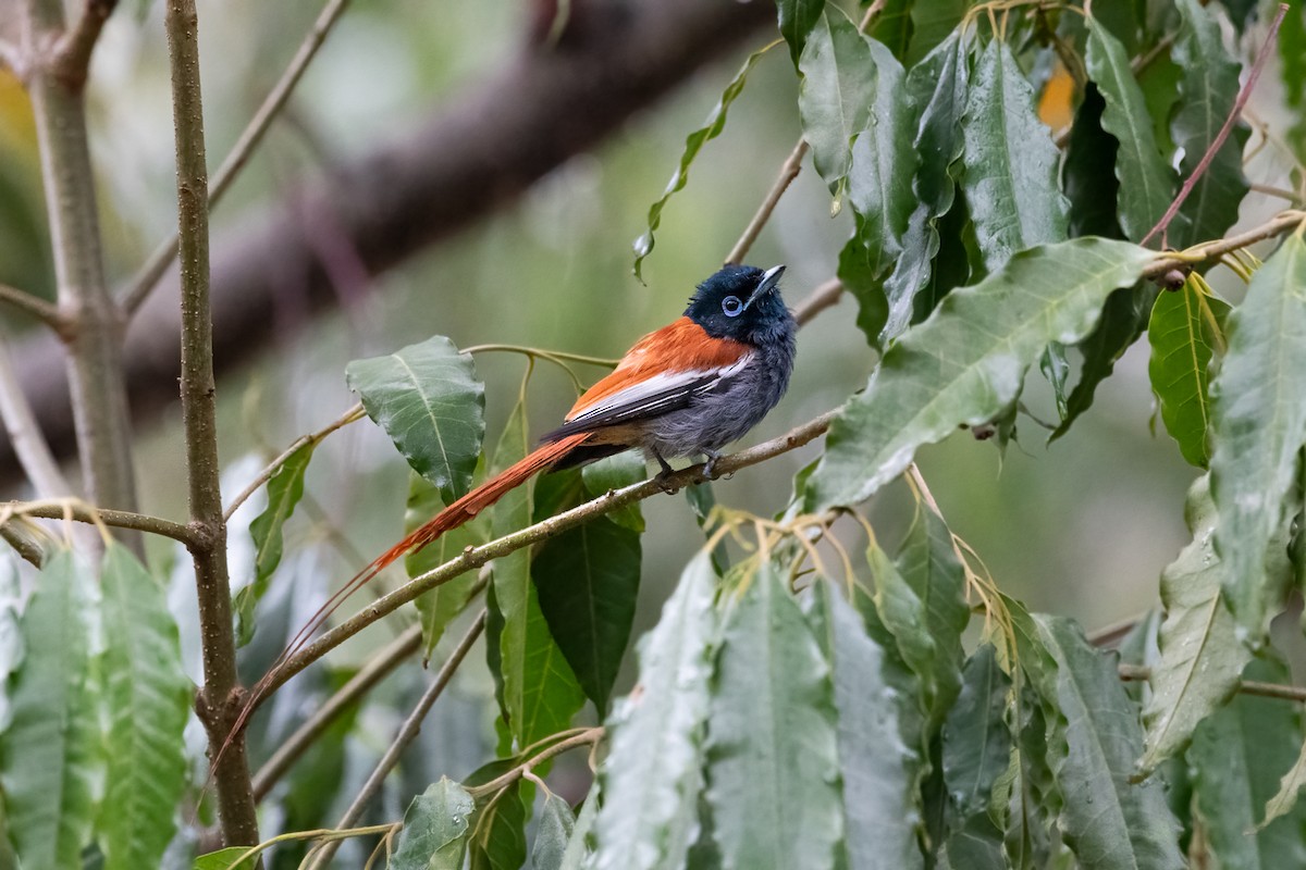 African Paradise-Flycatcher - ML616613356