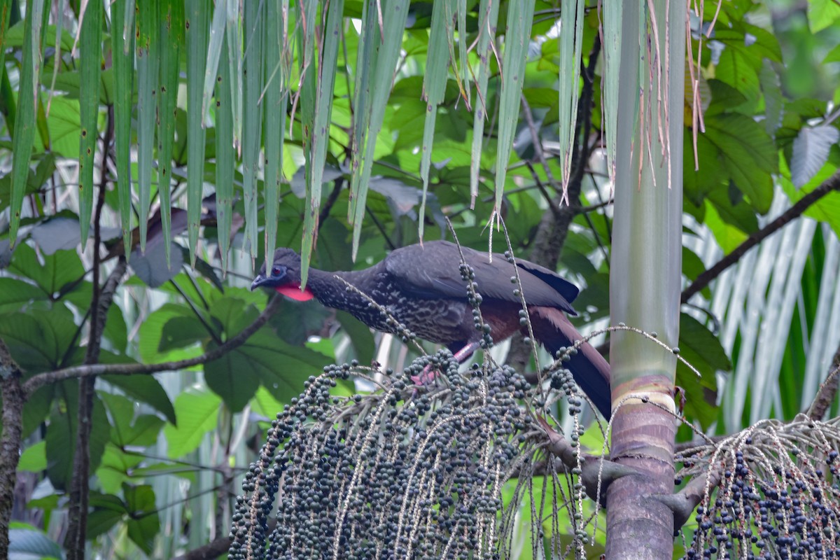 Crested Guan - ML616613366