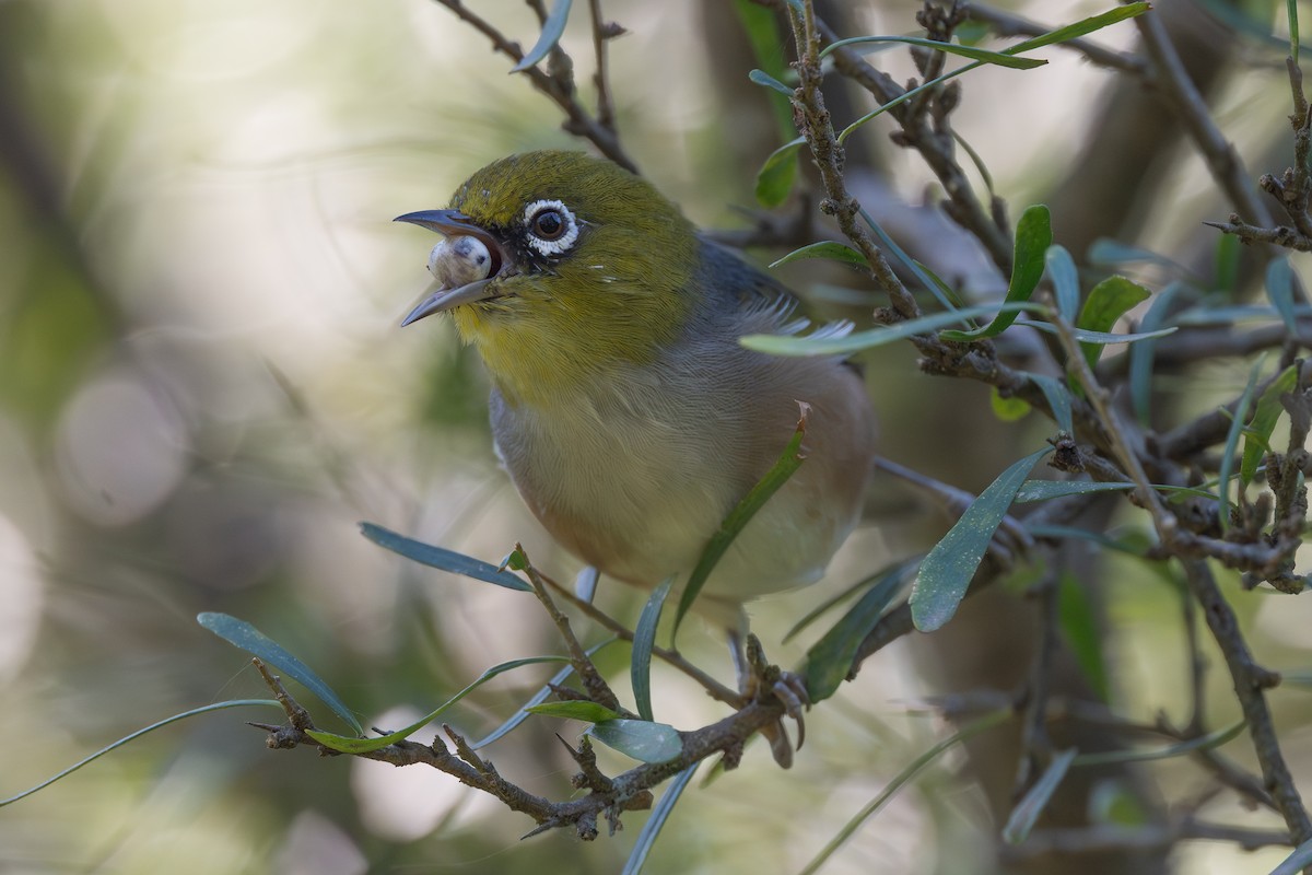 Silvereye - ML616613368