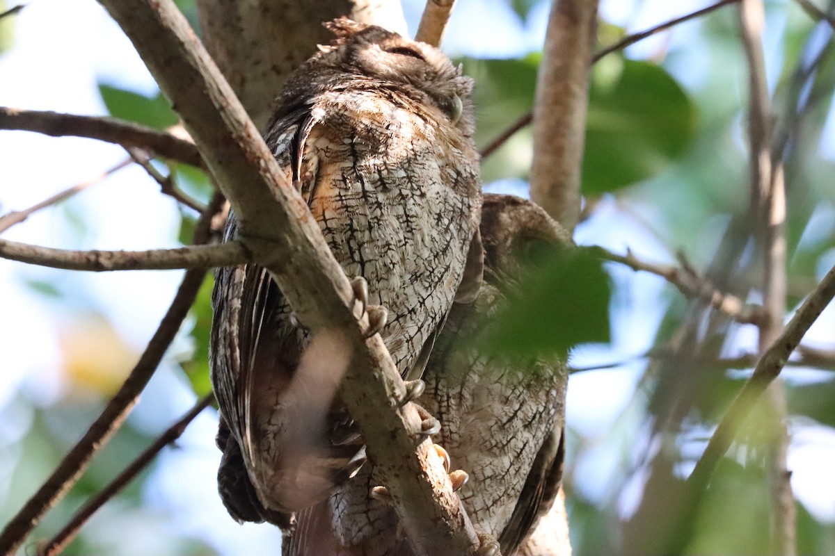 Tropical Screech-Owl - ML616613402