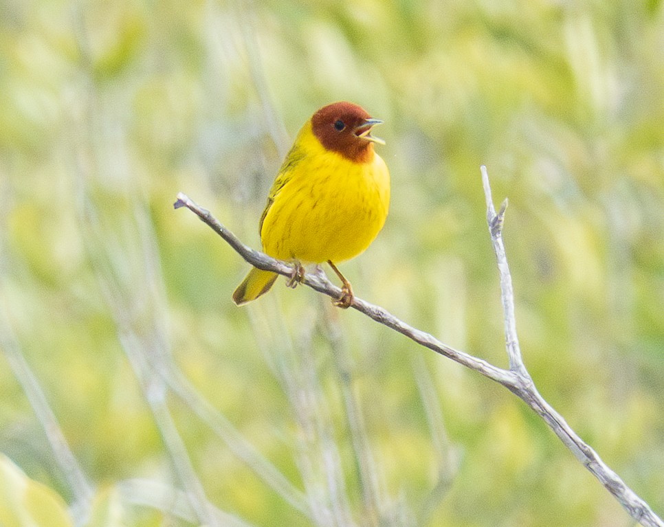 Yellow Warbler - ML616613429