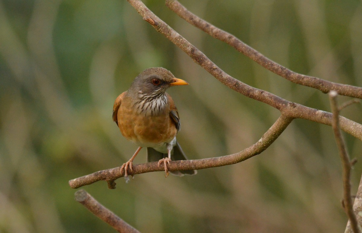 Rufous-backed Robin - ML616613430