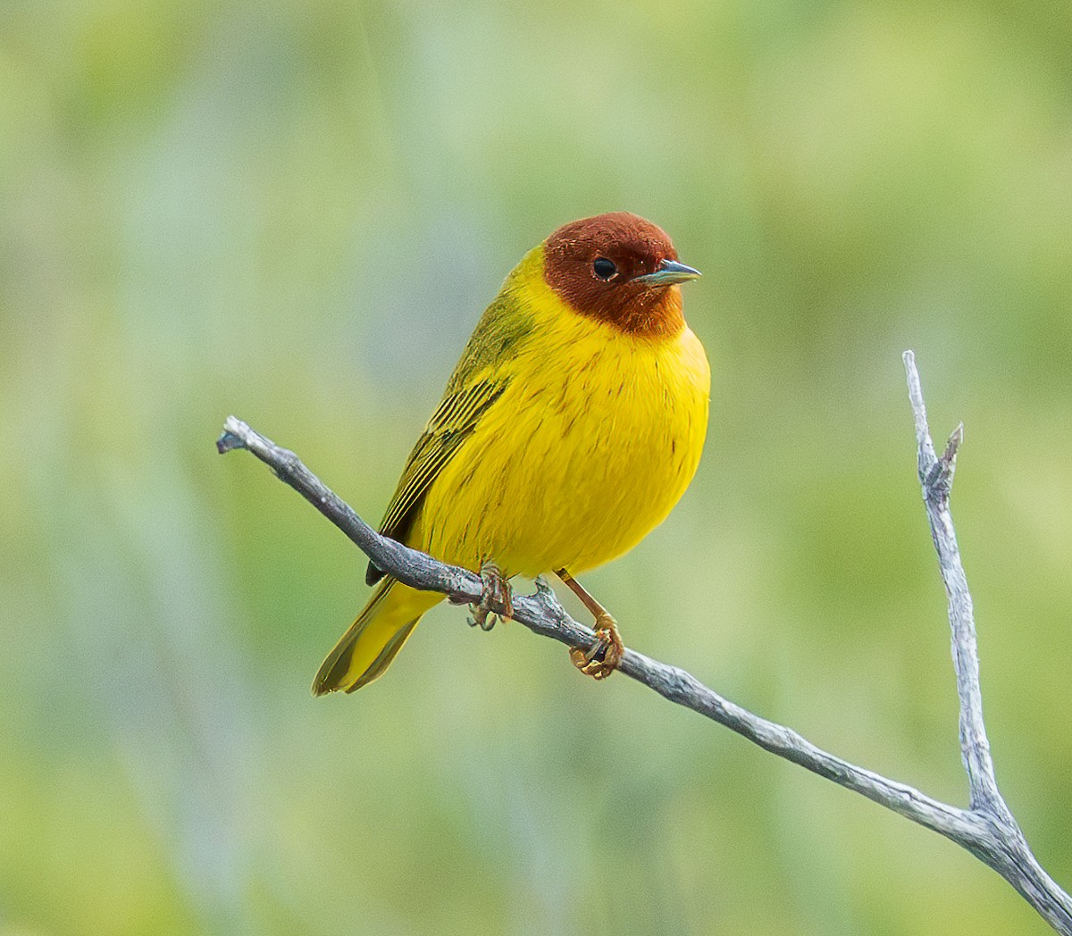Yellow Warbler - Lois Farrington