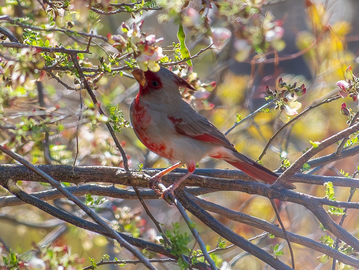 Cardinal pyrrhuloxia - ML616613464