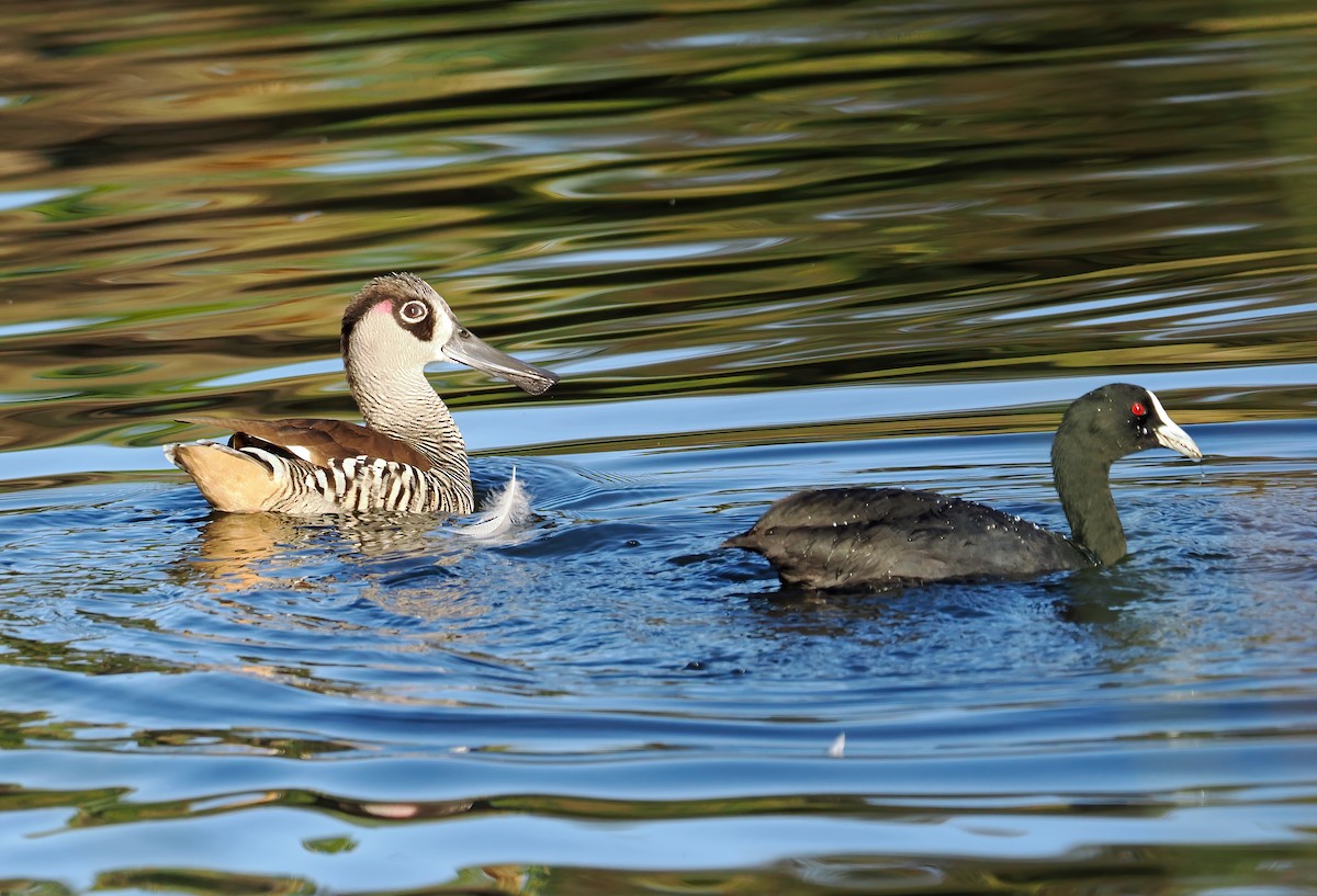 Pink-eared Duck - ML616613469