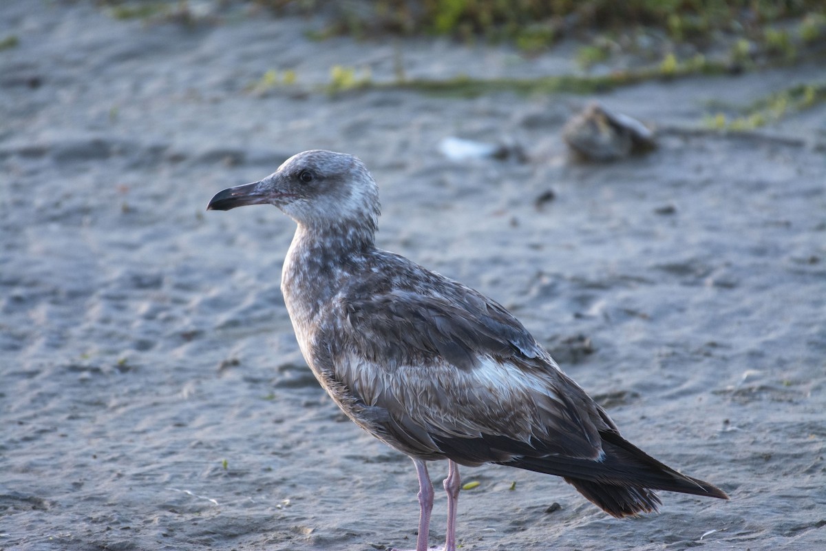 Western Gull - ML616613479